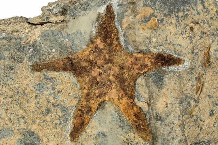 Ordovician Starfish (Petraster?) Fossil - Morocco #217080